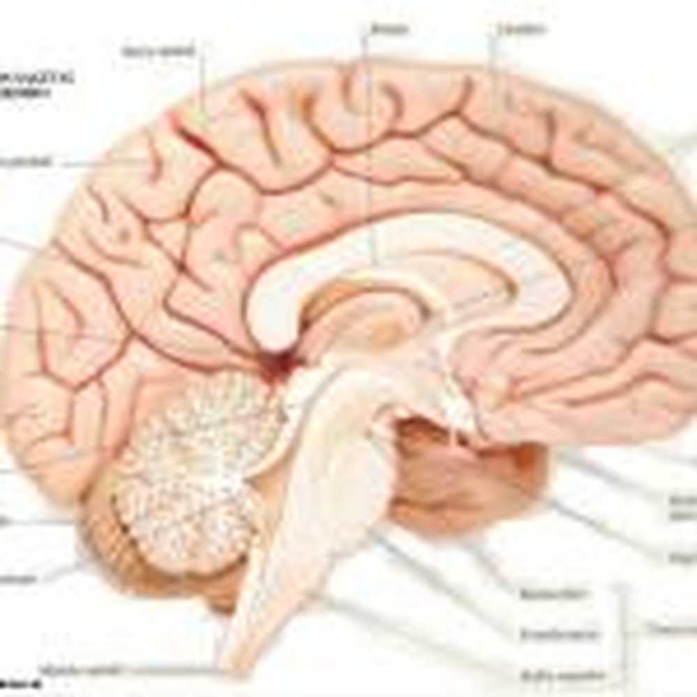 Brain 72. Сагиттальный разрез головного мозга анатомия. Сагиттальный разрез головного мозга препарат. Строение головного мозга срез. Строение головного мозга гипофиз.