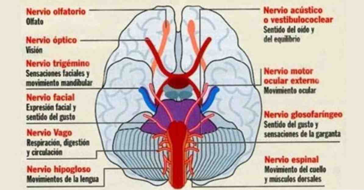 Pares craneales y sus funciones