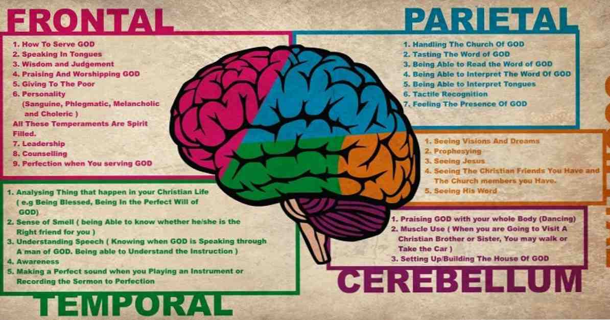 Images of a gay mans brain